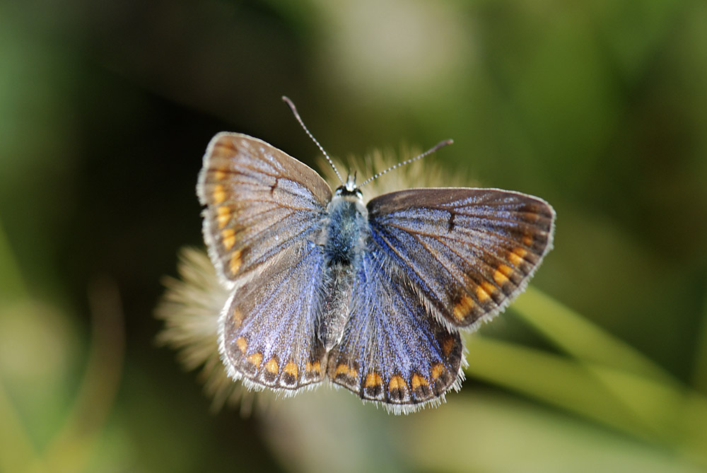 Polyommatus icarus femmina?